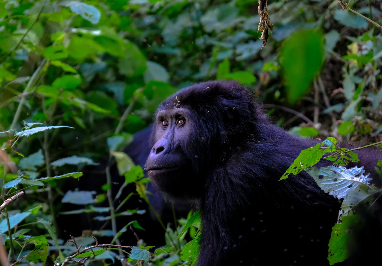 Uganda Gorilla Trekking by Air